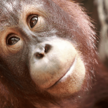 Orangutan Caring Week at the Toronto Zoo